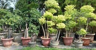 Itulah 15 tanaman yang menguntungkan yang dapat anda budidayakan. Ingin Bisnis Tanaman Hias Buah Inilah Peluang Usaha Melimpah Paling Menguntungkan