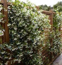 Image Result For Star Jasmine On Trellis Star Jasmine Vine Jasmine Vine Garden Vines