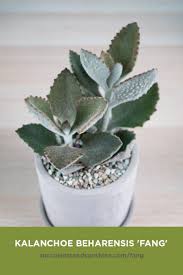 Pin On Succulents