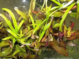 Image result for Nesaea ondongana