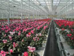 On august 27, 2021, quisitive technology solutions, inc. Our Own Roots Cole Gardens
