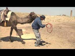 So in the daytime they would be looking for dark places. Biting Camel Youtube