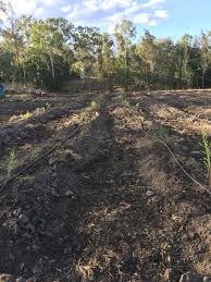 Image result for Nesaea sarcophylla