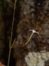 Image result for Kohautia confusa