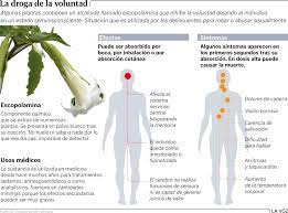 Respecto del hecho, adn consultó con pablo vega, dueño. La Burundanga Una Droga Muy Peligrosa Pero No Muy Habitual