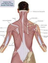 Shoulder flexion is movement of the shoulder in a forward motion. 6 Muscles Of The Shoulder Girdle And Arm Musculoskeletal Key