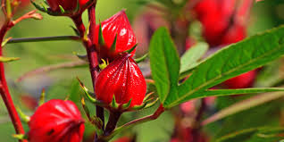 Memberi layanan transaksi eceran atau jumlah banyak. 6 Manfaat Bunga Rosella Untuk Kesehatan Yang Belum Kamu Ketahui Grapari Sehat