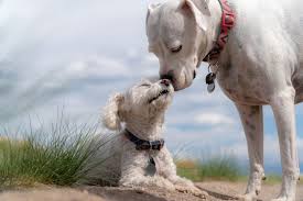 Lorsque l'on est propriétaire d'un chien, on aimerait qu'il vive aussi longtemps que nous afin que l'on puisse profiter indéfiniment de ces merveilleux moments de complicité. Age Du Chien Le Calcul En Equivalent Humain Age Adulte Et Vieillesse