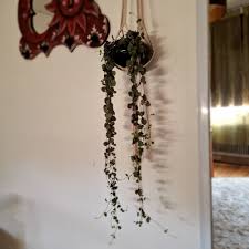 Image result for Ceropegia rendallii