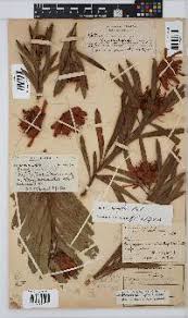 Image result for Disa welwitschii