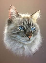 super drawing pencil cat pet portraits ideas cats art drawing watercolor cat animal drawings