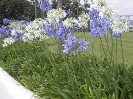 So they're pretty much a love flower. Winter Care For Agapanthus Learn How To Care For Agapanthus In Winter