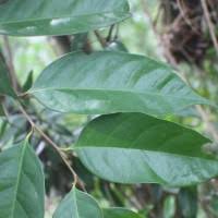 Image result for Peraceae