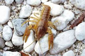 Bartlett was visited by five of the. Other Fish And Crab Ribiska Druzina Tolmin