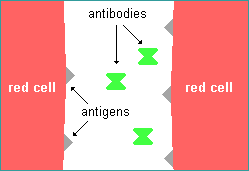 Human Blood Blood Components