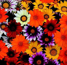 Buy gazania seeds(bulbs, seeds and tubers) from holland online. New Day Hybrid Mix Seeds Seeds N Such