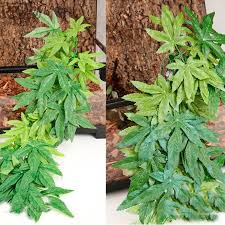 بذور عشبة مائية لحوض الأسماك بذور نباتات صديقة للبيئة بلاستيك 1 قطعة S M الأوسمة Aliexpress