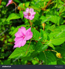 Image result for Balsaminaceae