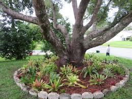 Central florida sheltered workshop inc. Bromeliad Bed Under Large Tree Florida Gardening Shade Trees Shade Garden
