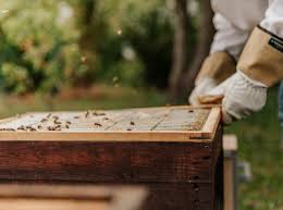 Auch wenn keine besonderen qualifikationen erforderlich sind, müssen die bienenvölker, nicht nur im fall einer seuche, beim veterinäramt gemeldet werden. Ist Bienenhaltung Im Kleingarten Moglich