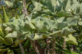 Image result for Kalanchoe latisepala