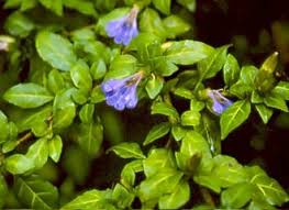 Image result for Sclerochiton hirsutus