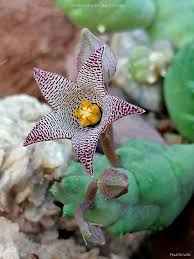 Image result for Pycreus permutatus