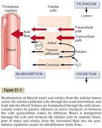 Tubular Reabsorption Includes Passive And Active Mechanisms