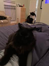 In bed with my favourite furry weirdos, Laverne (background) and Squiggy  (foreground). : r/cats