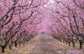 Scopri quali alberi conifere regalano fiori in primavera con la nostra guida pratica! Alberi In Fiore Durante La Primavera Dago Fotogallery