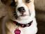 Leather Dog Best Dog Collars