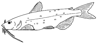 More 100 images of different animals for children's creativity. Mekong Giant Catfish Coloring Pages Best Place To Color