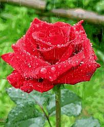 Fiori rossi rose blu mazzo di rose foto di fiori rose dipinte fiori dipinti piantare fiori fiore rosa arte del fiore. 10 Gif E Immagini Di Rose Bellissime Top10immagini It