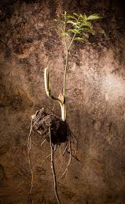 Image result for Stylochaeton borumensis