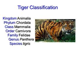 Classification Ppt Download