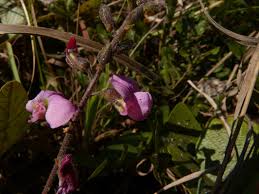 Image result for Adenodolichos