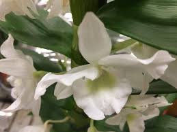 Fiore simile all'orchidea il prezzo si riferisce alla singola piantina. Dendrobium Nobile Orchidea