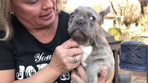 It is important to consider these facts to help you kc registered lilac, tan and cream french bulldog. Lilac French Bulldogs Youtube