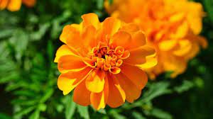 Ia merupakan spesies tumbuhan berbunga dalam keluarga verbena, verbenaceae. 7 Manfaat Bunga Marigols Alias Bunga Tahi Ayam