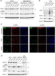 Dari ane noob yg kesepian ini. Decreased Expression Of The Translation Factor Eif3e Induces Senescence In Breast Cancer Cells Via Suppression Of Parp1 And Activation Of Mtorc1 Oncotarget