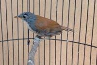 Download mudah suara pikat burung tepus pipi perak. Makanan Burung Tepus Pipi Perak