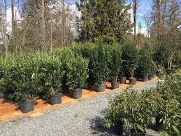 Having a tall screening plants as a deciduous trees or shrubs is the perfect solution! Shrubs Trees Wells Medina Nursery
