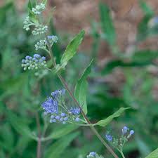 Image result for Caryopteris odorata