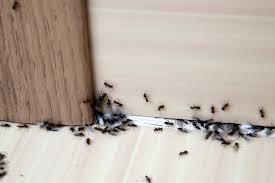 We are the largest independent pest and. Domestic Pest Control Edward S Pest Control