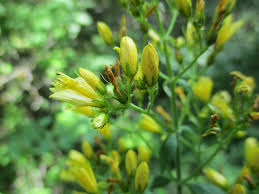 Image result for Hypericum scioanum