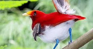 Desktop Birds Of Paradise Wallpaper Pin By Leny Ane On Birds Birds Of Paradise Beautiful Birds Bird Pictures