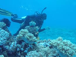 Bom Ikan Hancurkan Terumbu Karang Halmahera