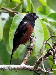 Bird Sounds Birds Singing Mp3 Download Photo Gallery Emberizidae Ii Atlapetes Brush Finches Finches Bird Birds Pet Birds