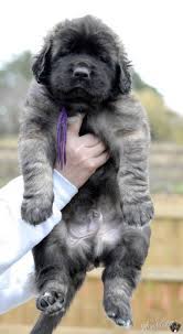Delboy Puppies This One Looks Like A Big Squishy Stuffed Animal Newfoundland Dog Dog Heaven Beautiful Puppy
