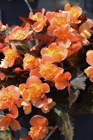 Image result for Begonia princeae